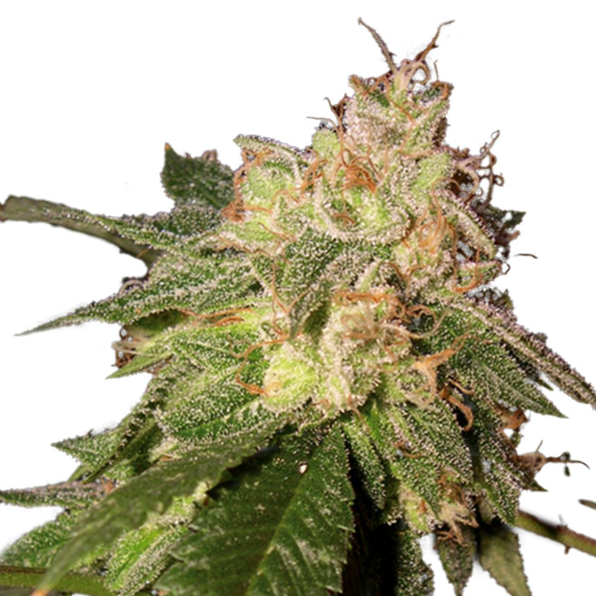 Reserva Privada - OG Kush - 1