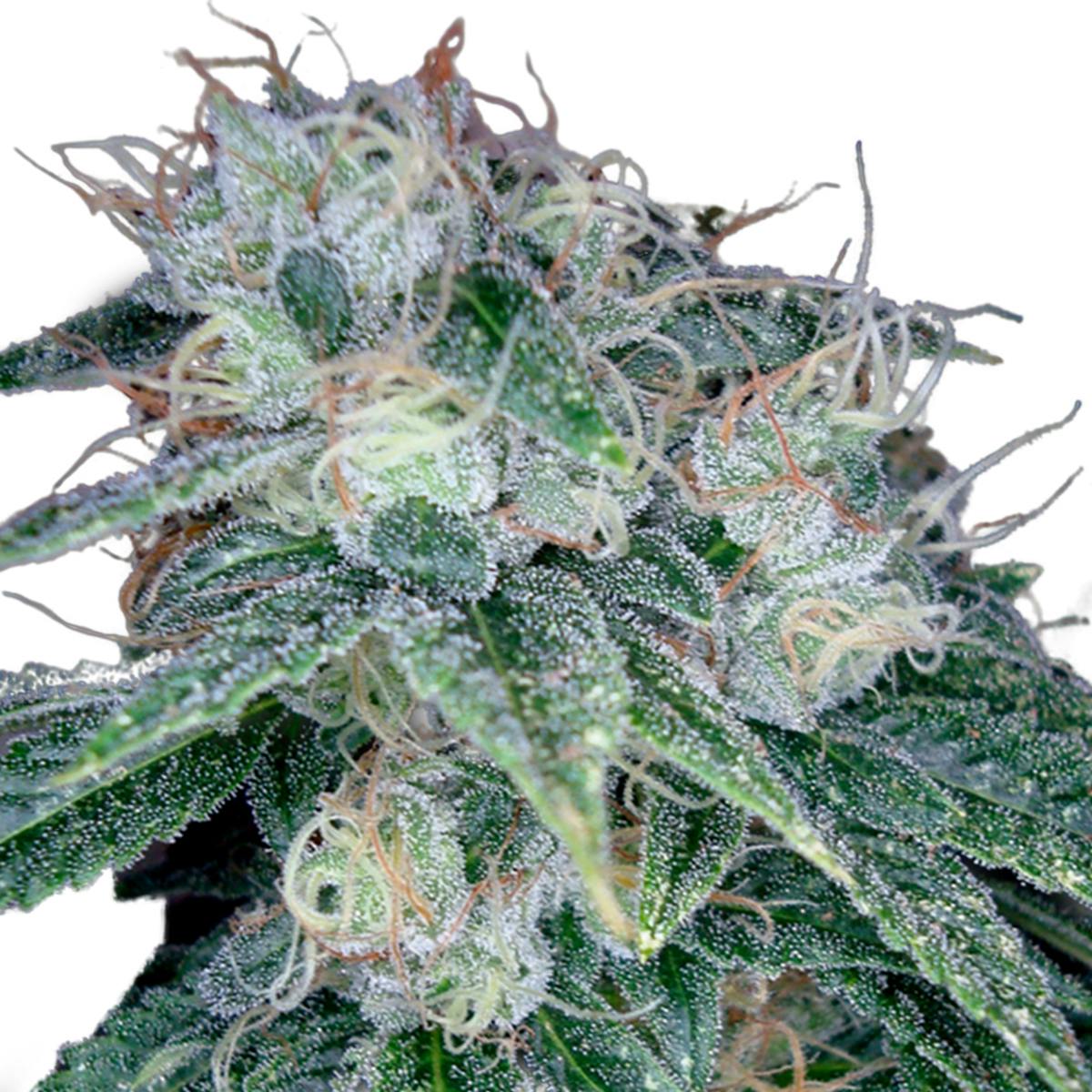 Reserva Privada - Sour Diesel - 1