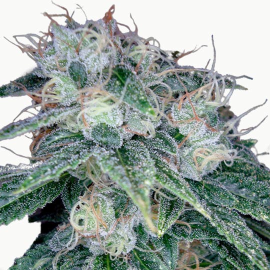 Reserva Privada - Sour Diesel - 1