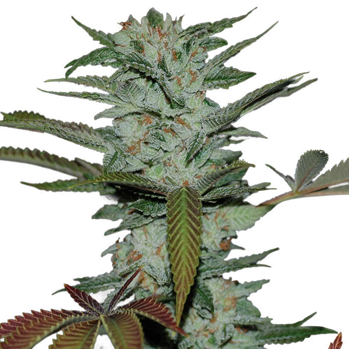 Reserva Privada - Sour Kush - 1