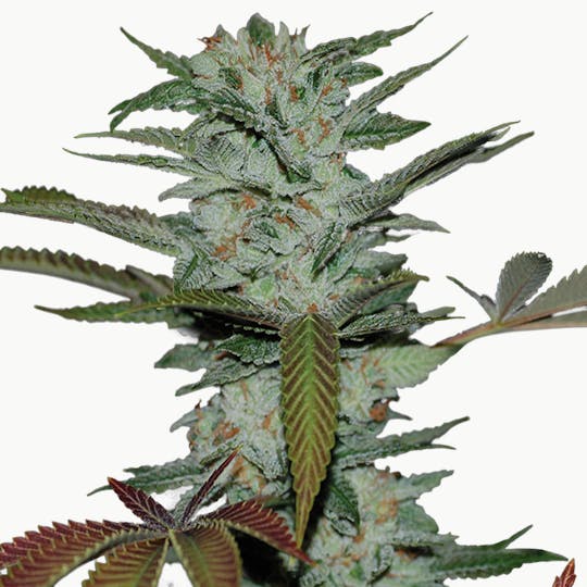 Reserva Privada - Sour Kush - 1