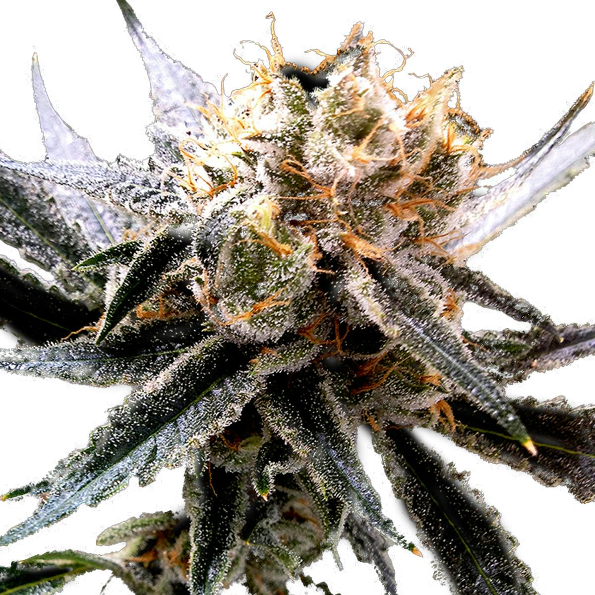 Reserva Privada - Sour Tangie - 1