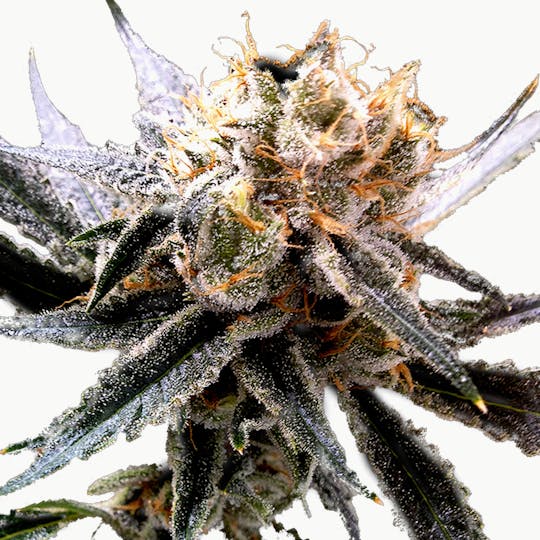 Reserva Privada - Sour Tangie - 1