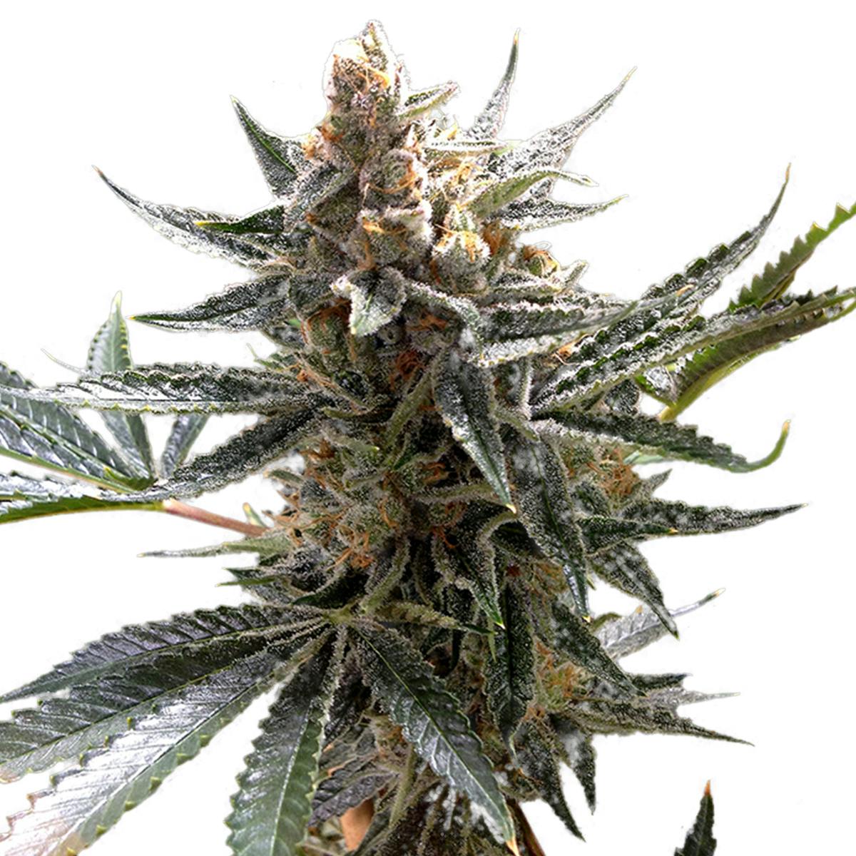 Reserva Privada - Tangie - 1