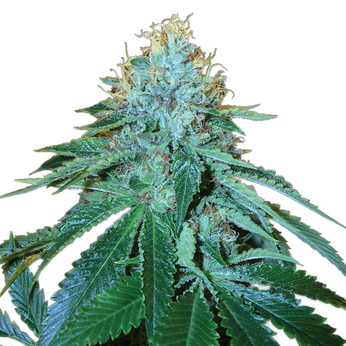 Reserva Privada - The OG #18 - 1