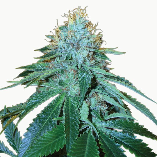 Reserva Privada - The OG #18 - 1