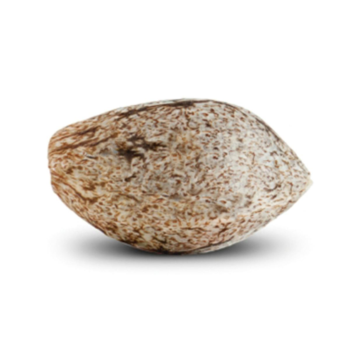 Lemon Verzace - Dying Breed Seeds