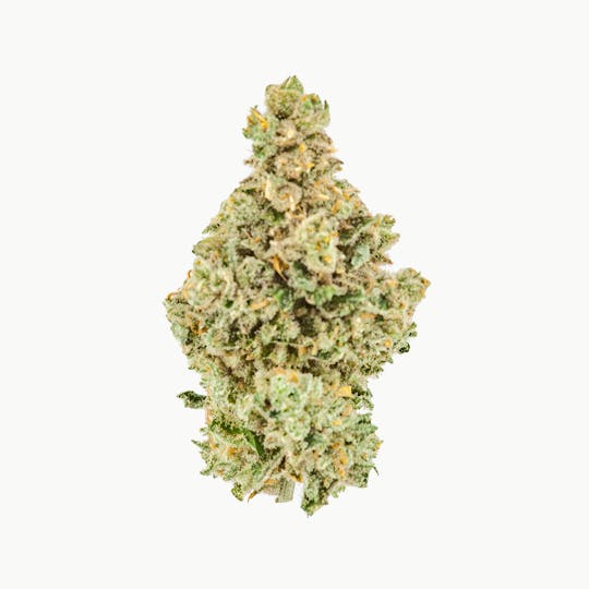 Khush Kush - Item 9 - 1