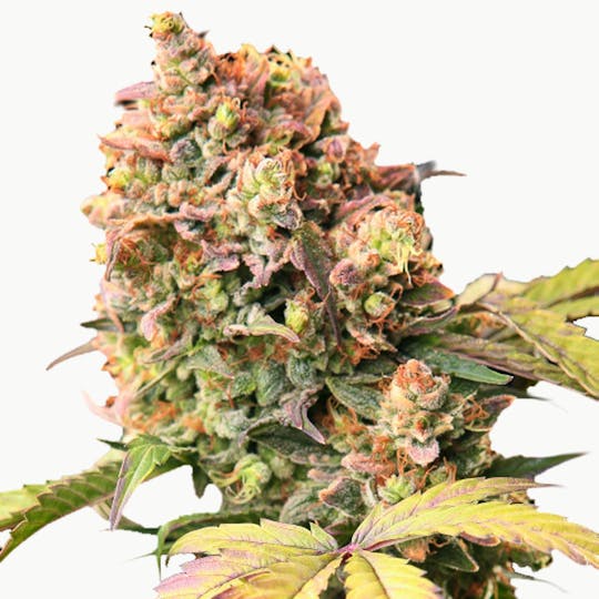 Top Tao Seeds - Auto Tao Mix Vol. 1 - 1