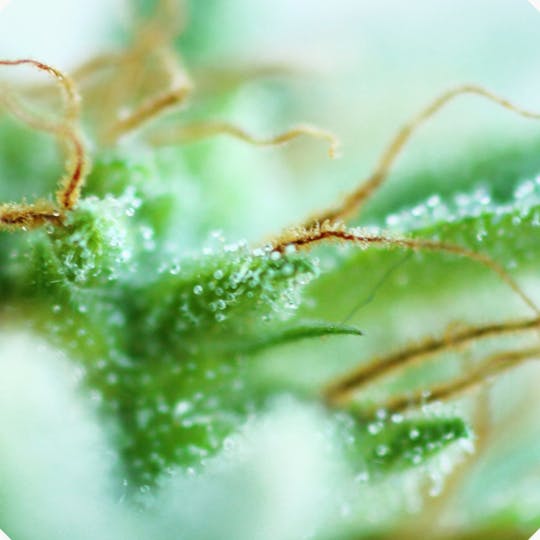 Top Tao Seeds - Sativa Mix - 1