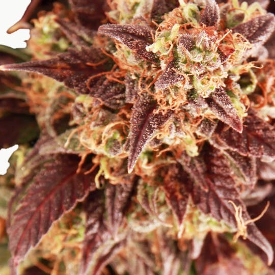 Top Tao Seeds - Auto Mix - 1