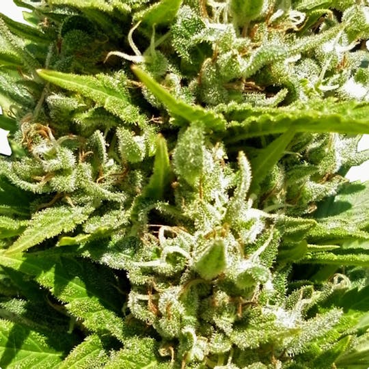 Top Tao Seeds - Outdoor Mix Classic - 1