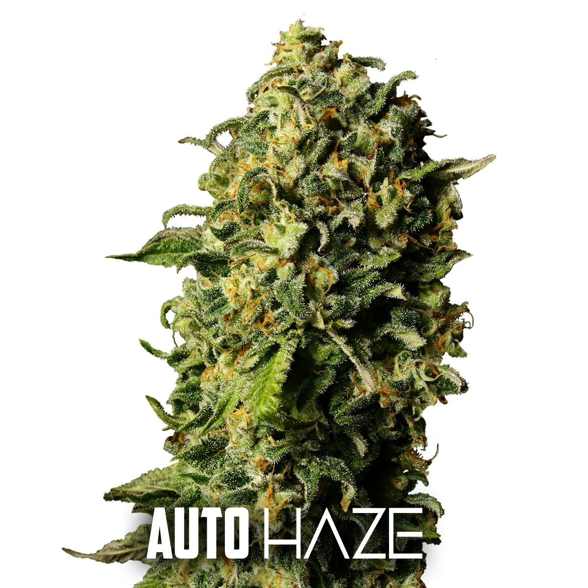 Gea Seeds - Auto Haze - 1