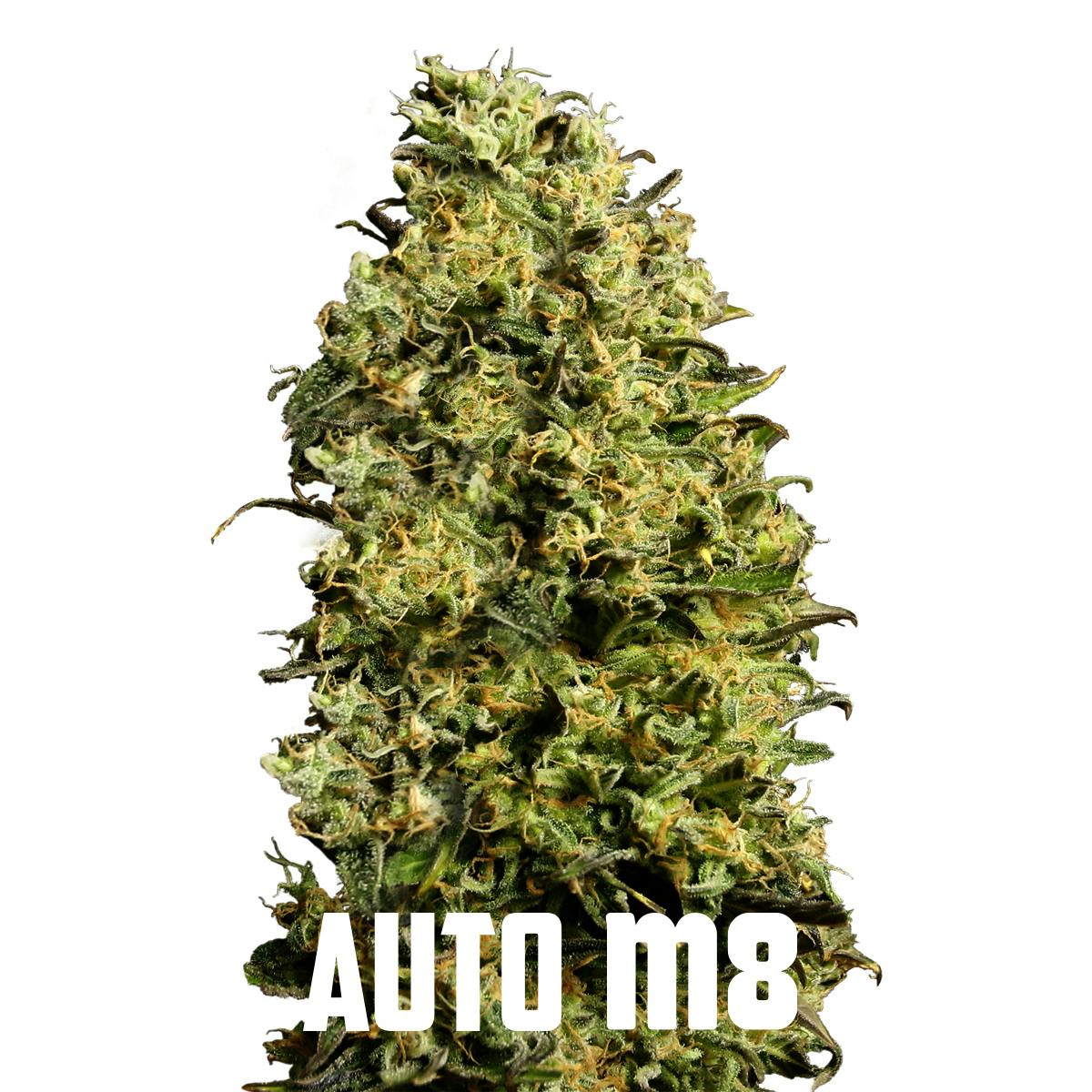 Gea Seeds - Auto M8 - 1