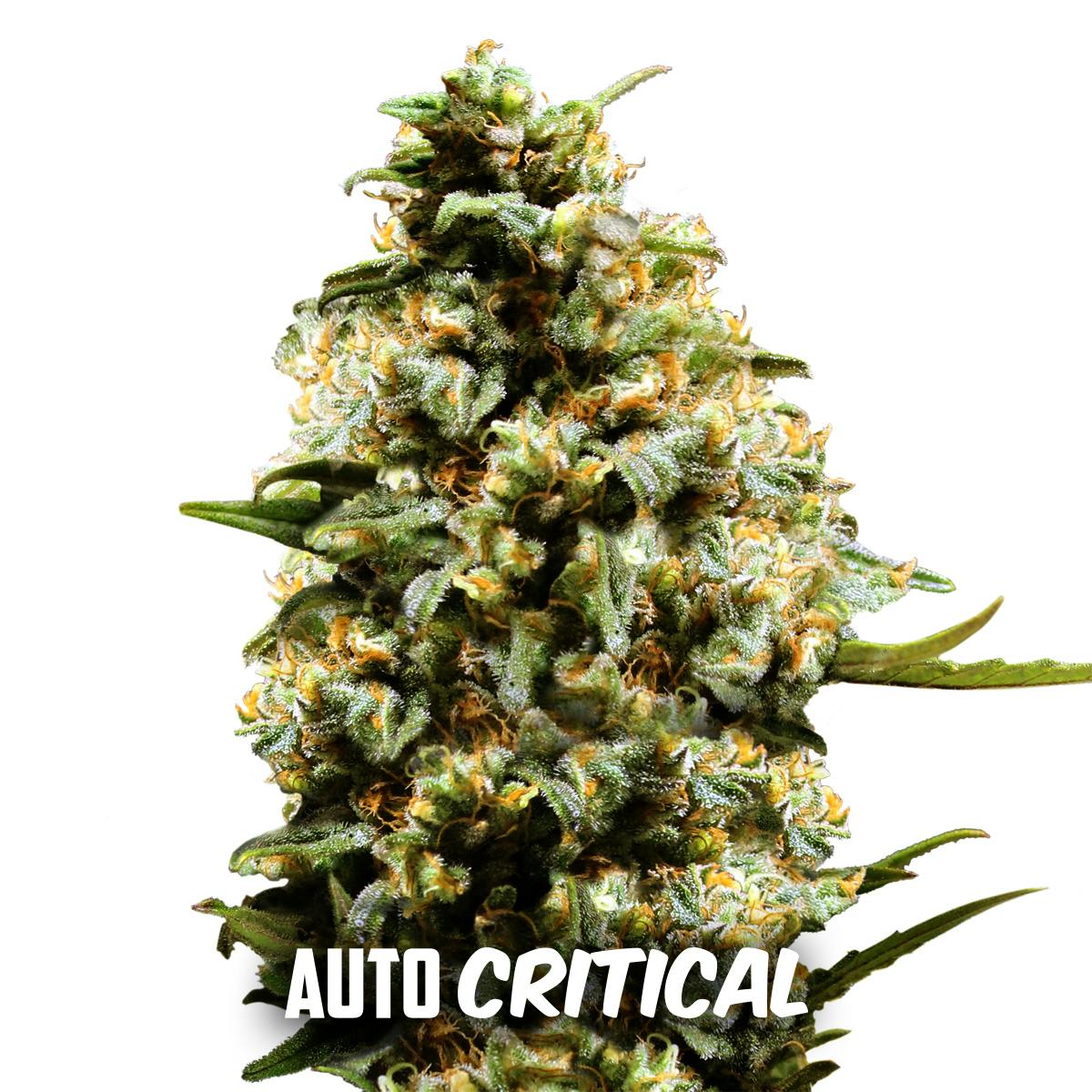 Gea Seeds - Auto Critical - 1