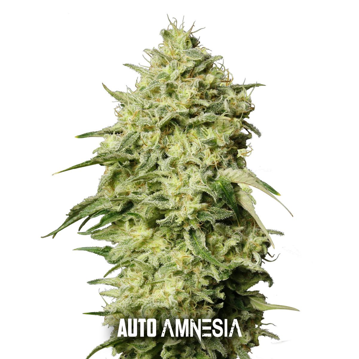 Gea Seeds - Auto Amnesia - 1