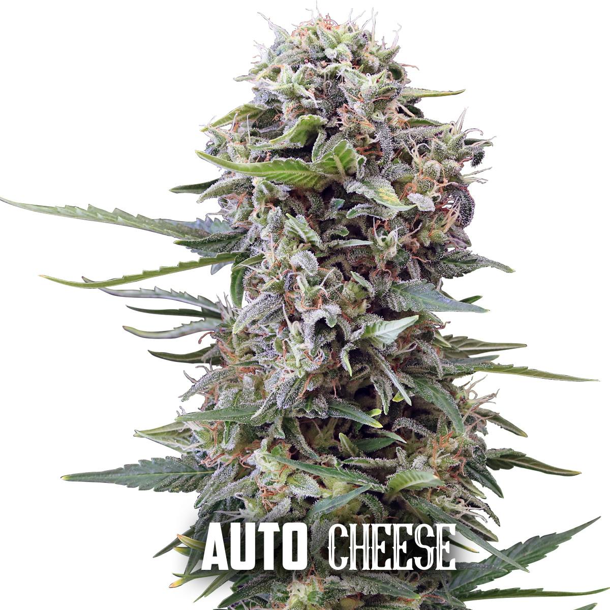 Gea Seeds - Auto Cheese - 1