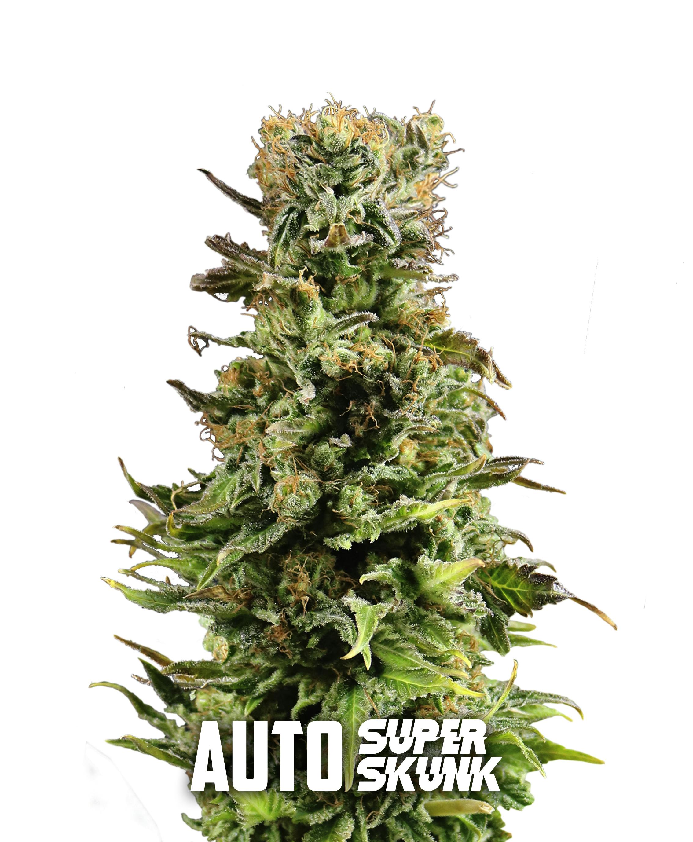 Gea Seeds - Auto Super Skunk - 1