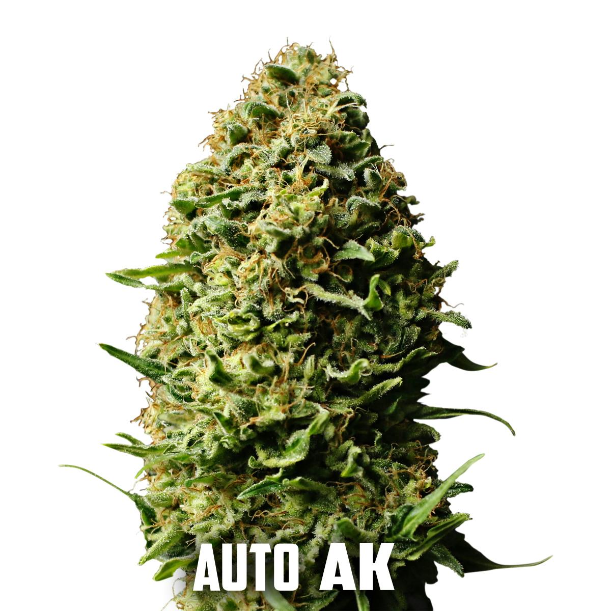 Gea Seeds - Auto AK - 1
