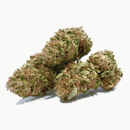 Puffin Farm - Amnesia - 1