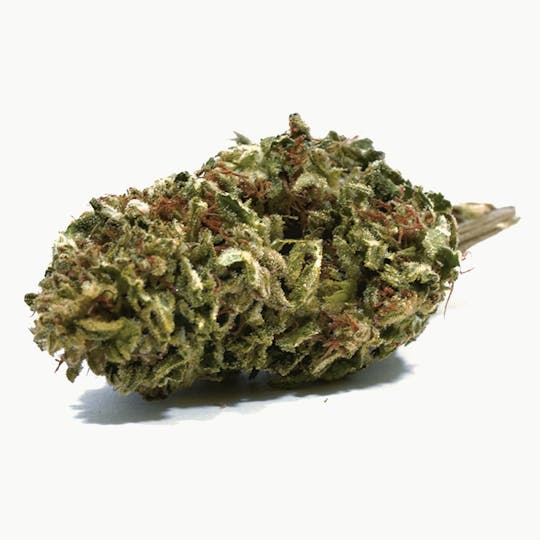 Puffin Farm - Sensi Star - 1