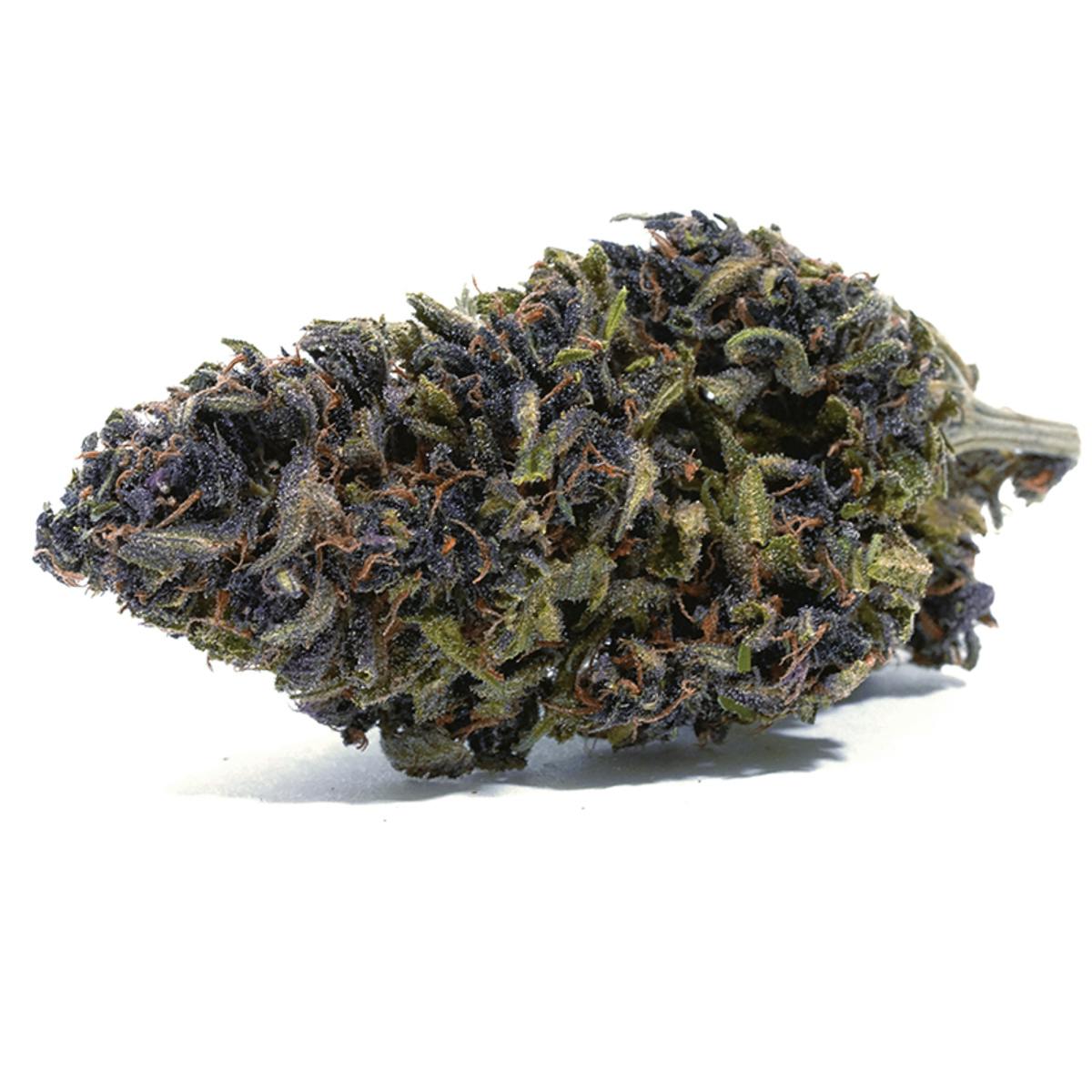 Puffin Farm - Tangerine - 1