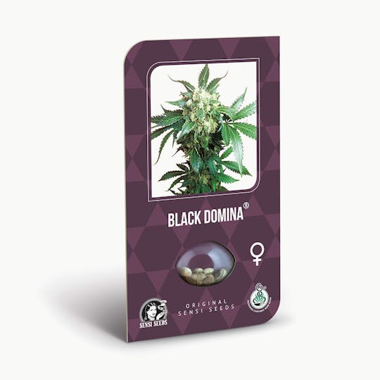 Sensi Seeds - Black Domina Feminized - 1