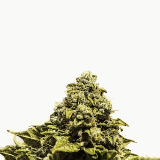 Exclusive Seeds Bank - Doble W - 1