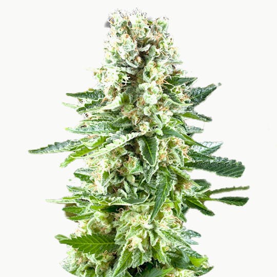Zambeza Seeds - White Widow XL (Feminized) - 1