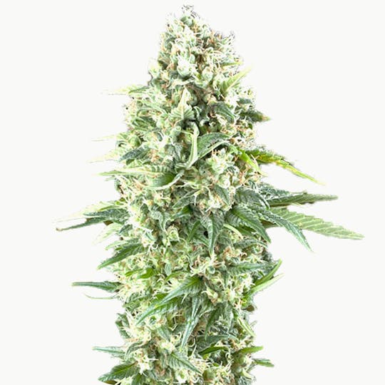 Zambeza Seeds - Power Plant XL(Feminized) - 1