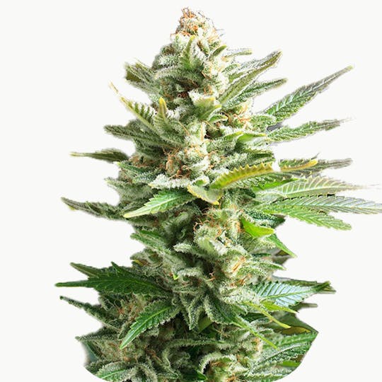Zambeza Seeds - Amnesia Haze XL(Feminized) - 1