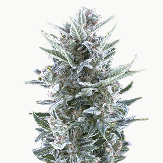 Zambeza Seeds - Blueberry (Feminized) - 1
