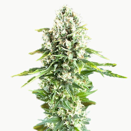 Zambeza Seeds - Northern Lights XL(Feminized) - 1