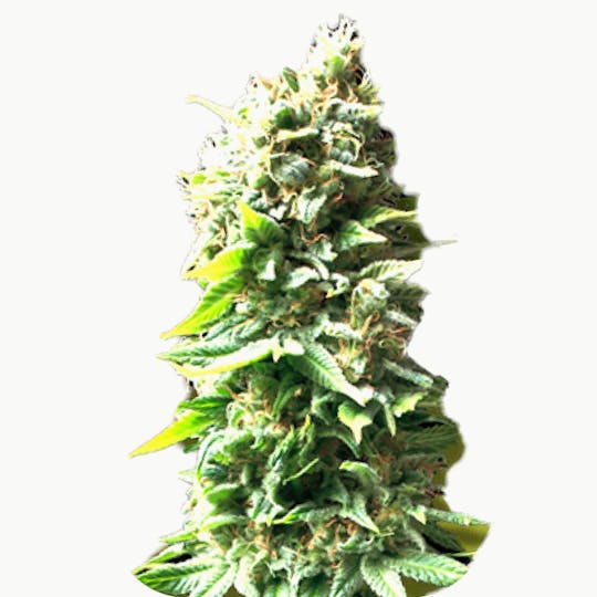 Zambeza Seeds - Skunk (Feminized) - 1