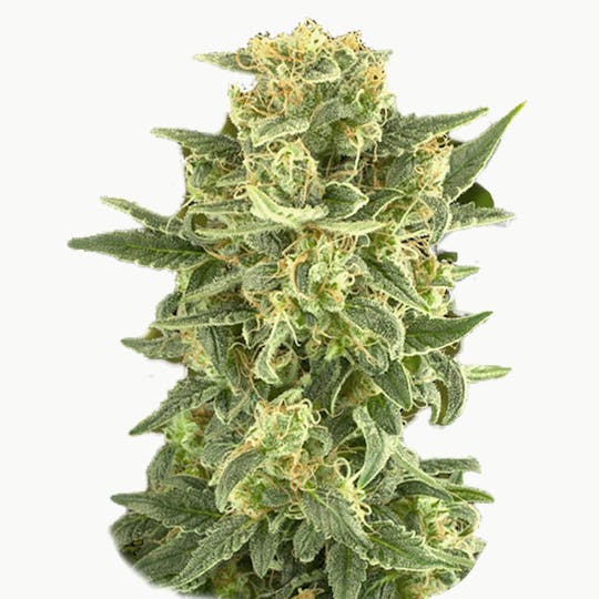Zambeza Seeds - White Cheese (Feminized) - 1