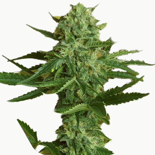 Zambeza Seeds - White Widow Haze (Feminized) - 1