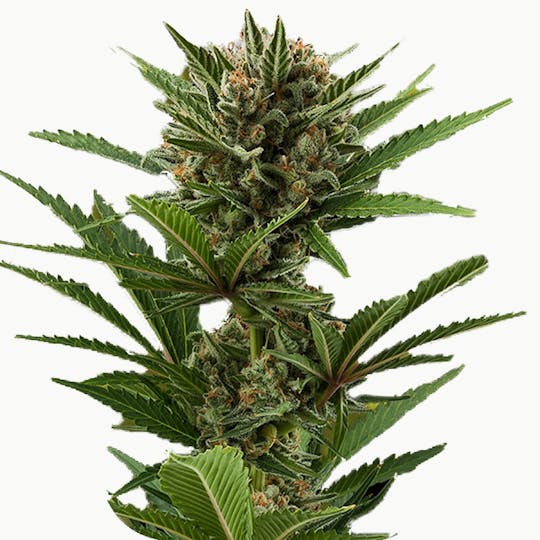 Zambeza Seeds - Candy Caramelo (Feminized) - 1