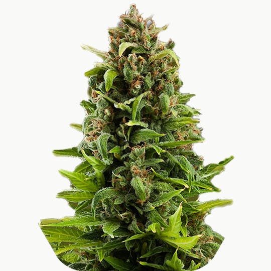 Zambeza Seeds - NYC Diesel (Feminized) - 1