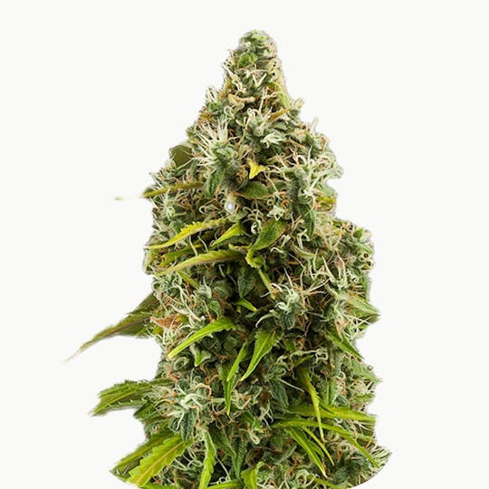 Zambeza Seeds - Pineapple Express (Feminized) - 1