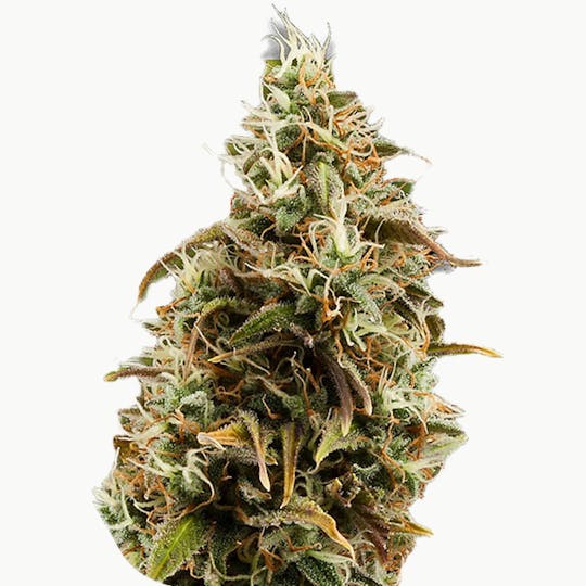 Zambeza Seeds - Choco Candy (Feminized) - 1