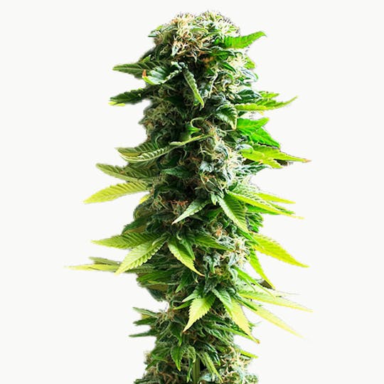 Zambeza Seeds - Blue Spider (Feminized) - 1
