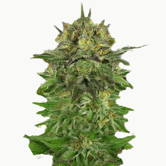Zambeza Seeds - Blue Brilliant (Feminized) - 1