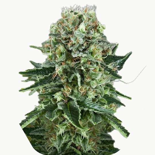 Zambeza Seeds - OG Bubble Gum (Feminized) - 1