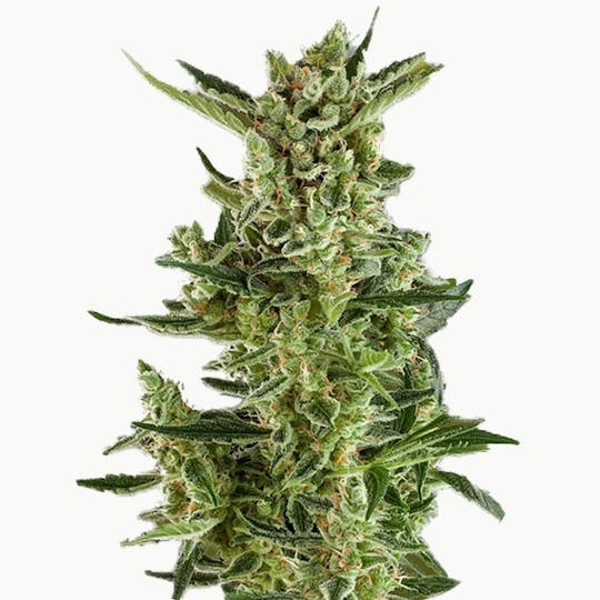 Zambeza Seeds - Blueberry Cheese (Feminized) - 1