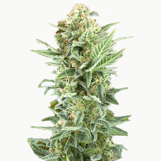 Zambeza Seeds - Power Kush (Feminized) - 1