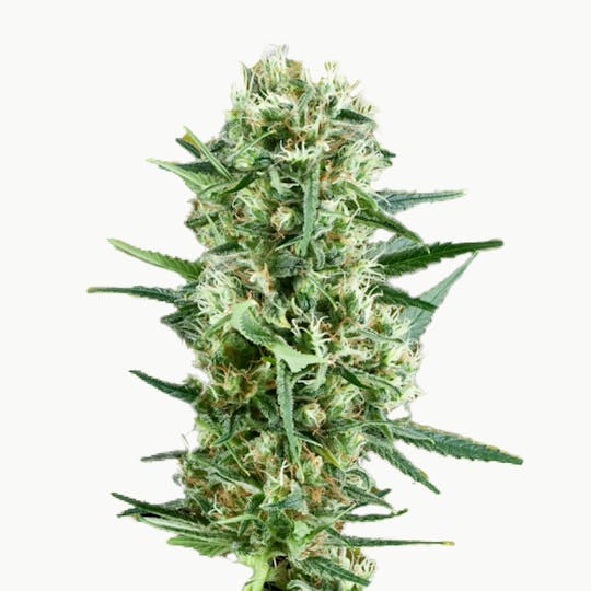 Zambeza Seeds - Crazy Cookies (Feminized) - 1