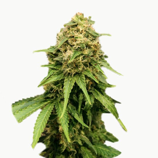 Zambeza Seeds - Critical XXL(Feminized) - 1