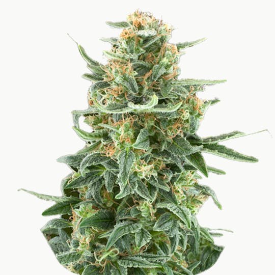 Zambeza Seeds - Little Dwarf (Auto Flowering) - 1