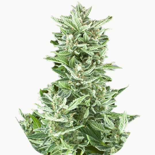 Zambeza Seeds - Big Bud XXL (Auto Flowering) - 1