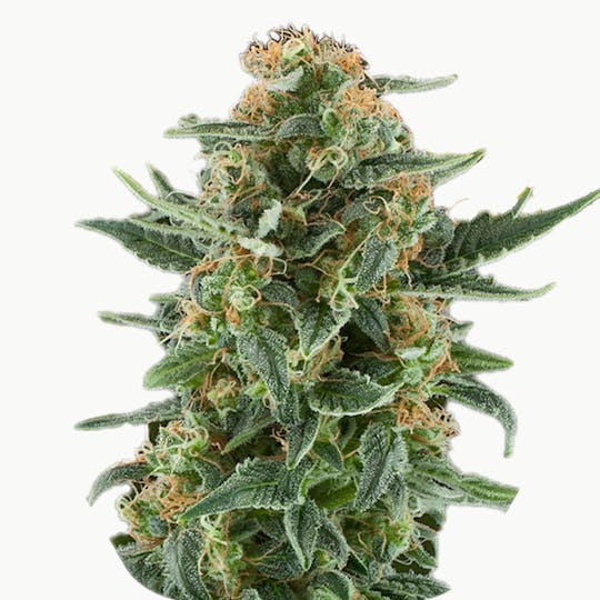 Zambeza Seeds - Power Plant XL (Auto Flowering) - 1